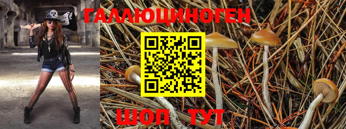 Галлюциногенные грибы Psilocybine cubensis Белово